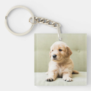 Puppy till Golden Retriever på soffan