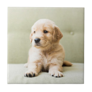 Puppy till Golden Retriever på soffan Kakelplatta