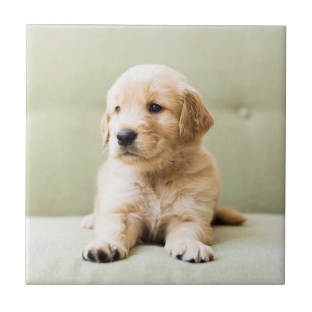 Puppy till Golden Retriever på soffan Kakelplatta (Framsidan)
