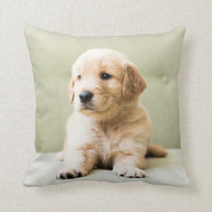 Puppy till Golden Retriever på soffan Kudde