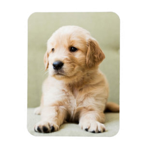 Puppy till Golden Retriever på soffan Magnet