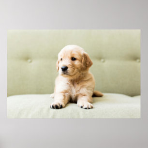 Puppy till Golden Retriever på soffan Poster