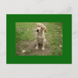 Puppy Tilts Head Labrador Vykort