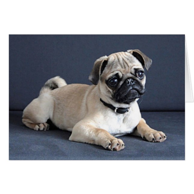 Puppy vid påfyllning av soffa hälsningskort (Framsidan Horizontal)