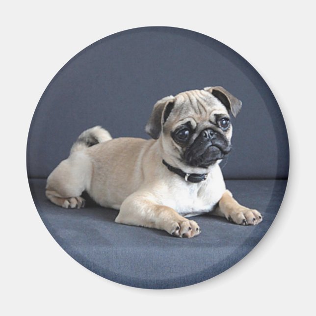 Puppy vid påfyllning av soffa magnet (Framsidan)