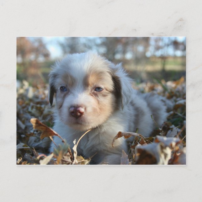 Puppy-vykort Vykort (Framsida)