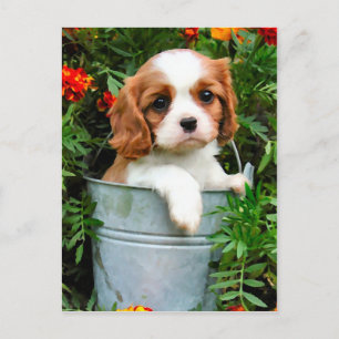 Puppy-vykort Vykort