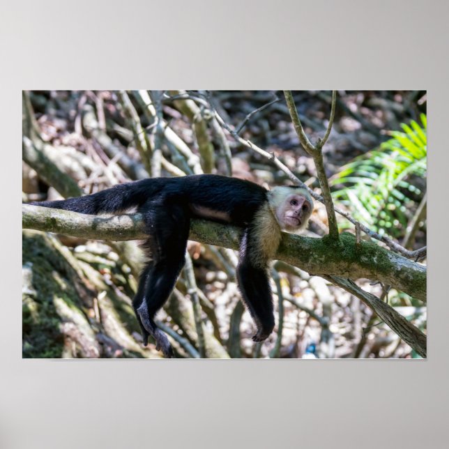 Pura vida för vit huvudkapucin poster (Framsidan)