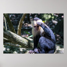 Pura vida för vit kapuchinapa poster