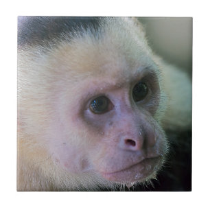 Pura vida for White head capuchin monkey Kakelplatta