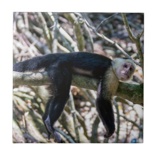 Pura vida for White head capuchin monkey Kakelplatta