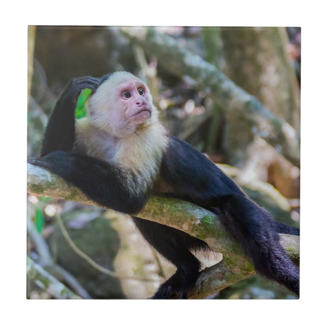 Pura vida for White head capuchin monkey Kakelplatta (Framsidan)