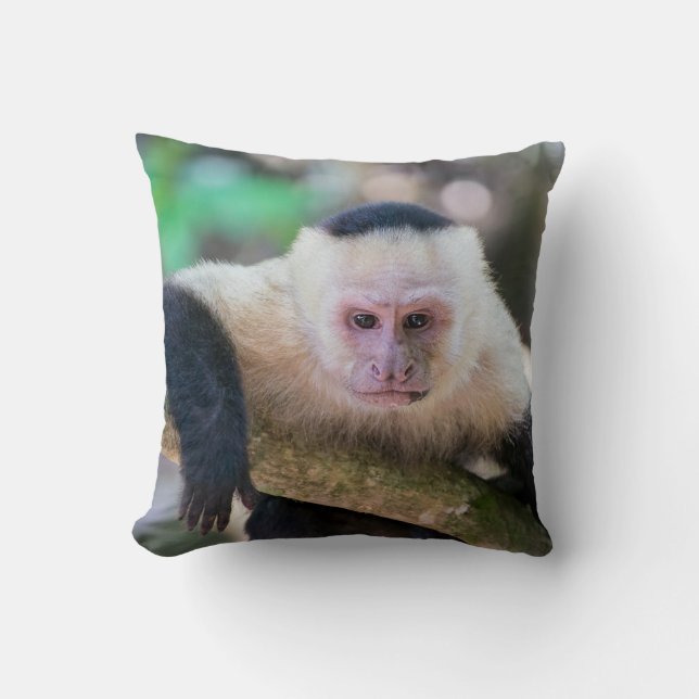 Pura vida for White head capuchin monkey Kudde (Framsida)