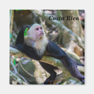 Pura vida for White head capuchin monkey Magnet