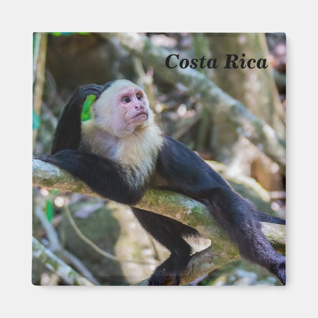 Pura vida for White head capuchin monkey Magnet (Framsidan)