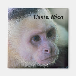 Pura vida for White head capuchin monkey Magnet