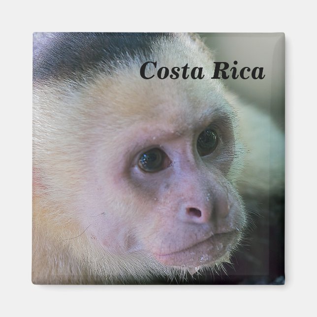 Pura vida for White head capuchin monkey Magnet (Framsidan)