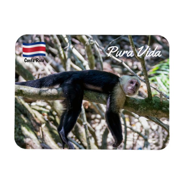 Pura vida for White head capuchin monkey Magnet (Horisontell)