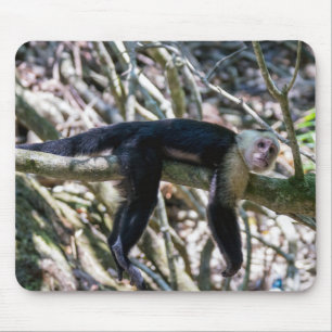 Pura vida for White head capuchin monkey Musmatta