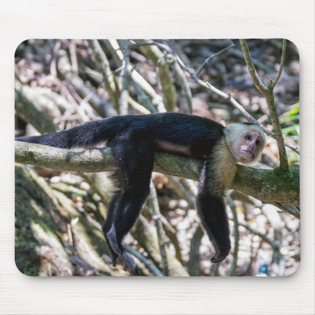 Pura vida for White head capuchin monkey Musmatta (Framsidan)