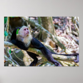 Pura vida for White head capuchin monkey Poster