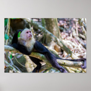 Pura vida for White head capuchin monkey Poster