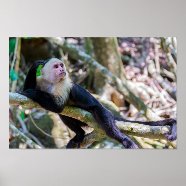 Pura vida for White head capuchin monkey Poster (Framsidan)