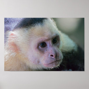 Pura vida for White head capuchin monkey Poster