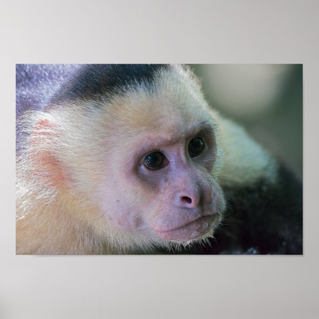 Pura vida for White head capuchin monkey Poster (Framsidan)
