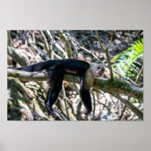 Pura vida for White head capuchin monkey Poster