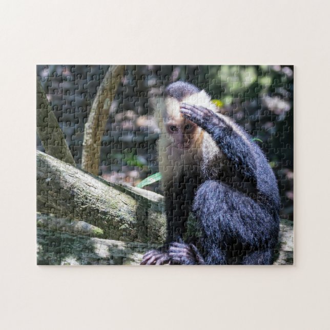 Pura vida for White head capuchin monkey Pussel (Horisontell)