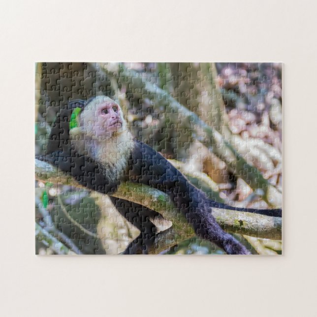 Pura vida for White head capuchin monkey Pussel (Horisontell)