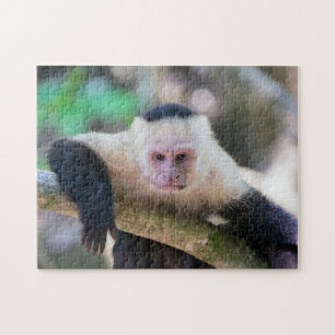 Pura vida for White head capuchin monkey Pussel