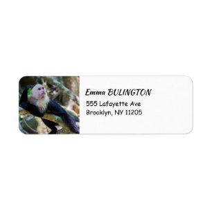 Pura vida for White head capuchin monkey Returadress Etikett