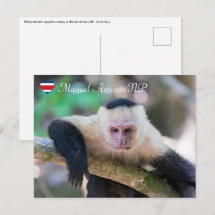 Pura vida for White head capuchin monkey Vykort