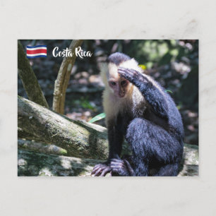 Pura vida for White head capuchin monkey Vykort