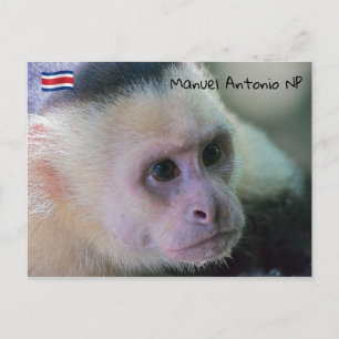 Pura vida for White head capuchin monkey Vykort