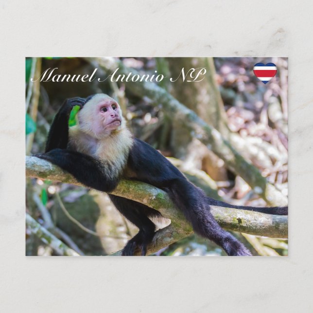 Pura vida for White head capuchin monkey Vykort (Framsida)