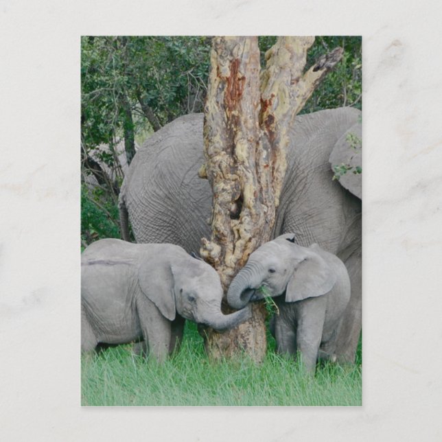 Pure Bliss Vykort (Framsida)