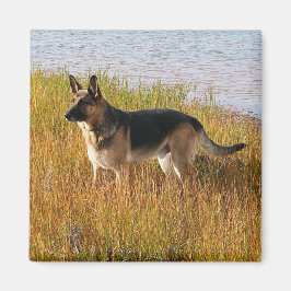 Pure Bred German Shepherd Photo on Magnet
