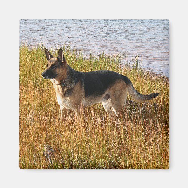 Pure Bred German Shepherd Photo on Magnet (Framsidan)