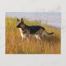 Pure Bred German Shepherd Photo on Postcard Vykort
