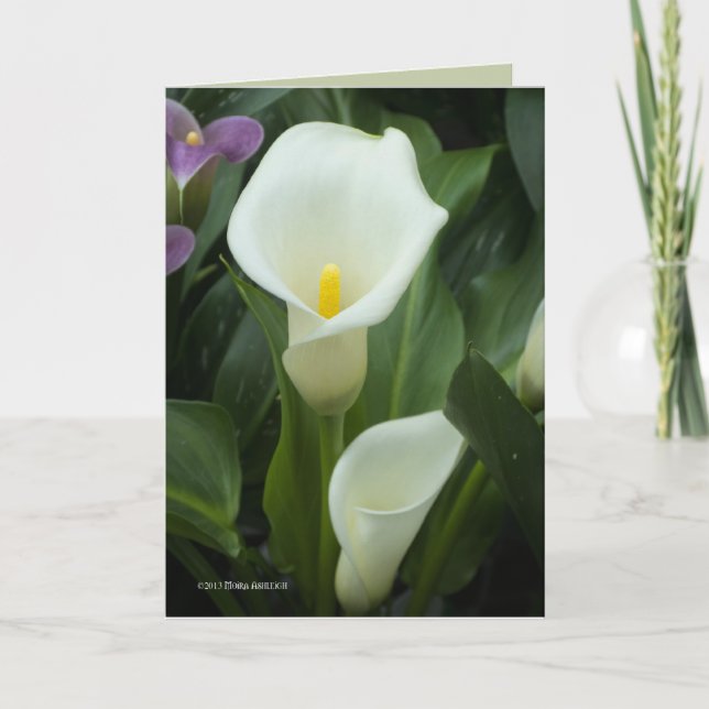 Pure Calla Kort (Framsida)