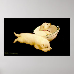Pure White German Shepherd Puppies Poster