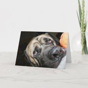 Pureborn English Mastiff Photo Kort