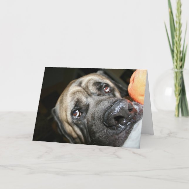 Pureborn English Mastiff Photo Kort (Framsida)