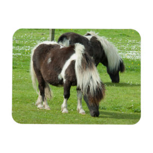 Pureborn Shetland Paint Ponies Magnet
