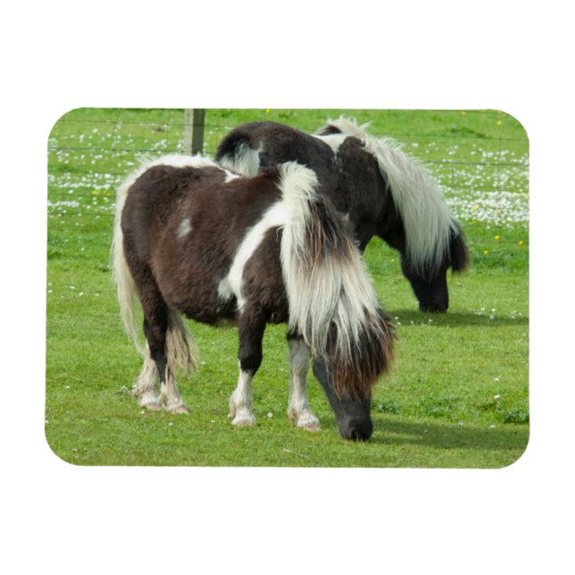 Pureborn Shetland Paint Ponies Magnet (Horisontell)