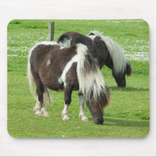 Pureborn Shetland Paint Ponies Musmatta