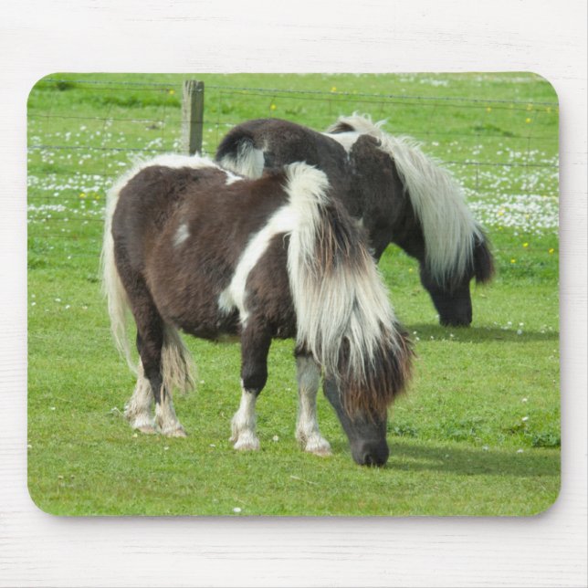 Pureborn Shetland Paint Ponies Musmatta (Framsidan)